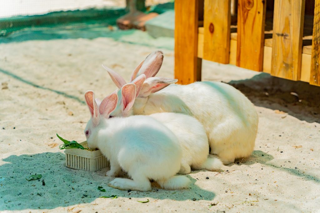 Can Rabbits Eat Peppers? All You Need to Know