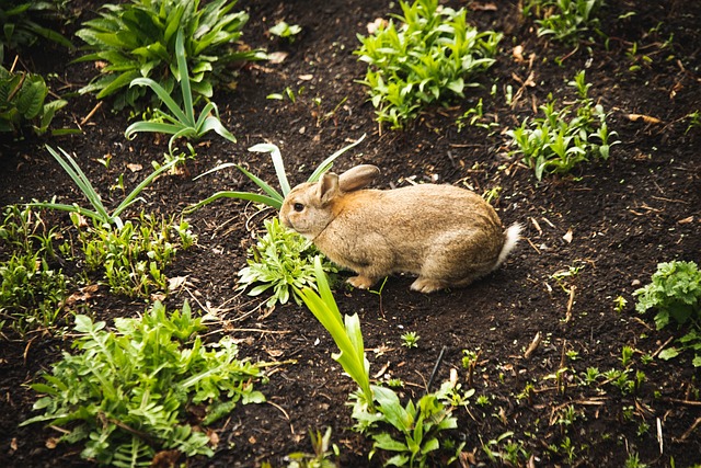 What vegetables Can Rabbits Eat? 7 Best Vegetables for Your Rabbit