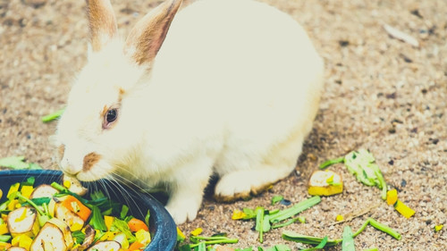 Can Rabbits Eat Mango? ( Benefits, Risks & Feeding Tips)