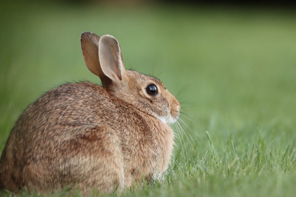 How to Keep Rabbits Nails Short Without Cutting?