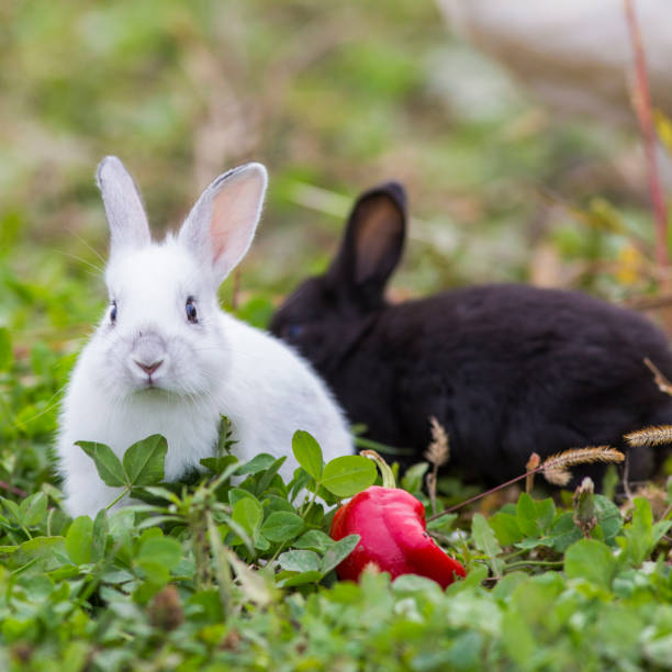 Can Rabbits Eat Radishes? The Truth About Radishes