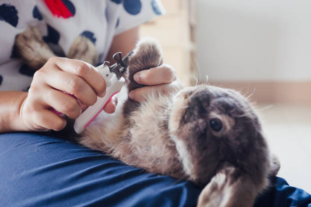 How to Keep Rabbits Nails Short Without Cutting?