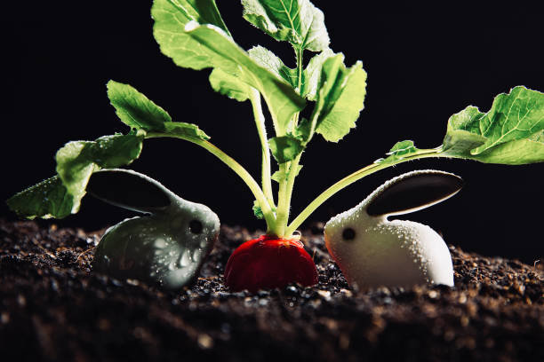 Can Rabbits Eat Radishes? The Truth About Radishes