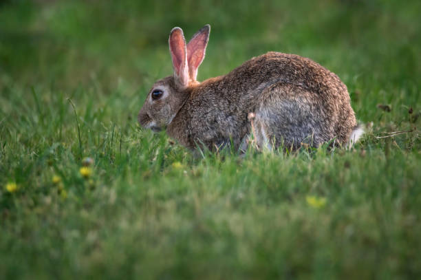 How to Keep Rabbits Nails Short Without Cutting?