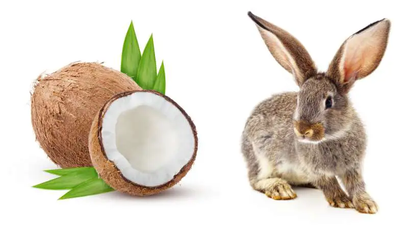 Can Rabbits Eat Coconut? The Best Advice & Tips