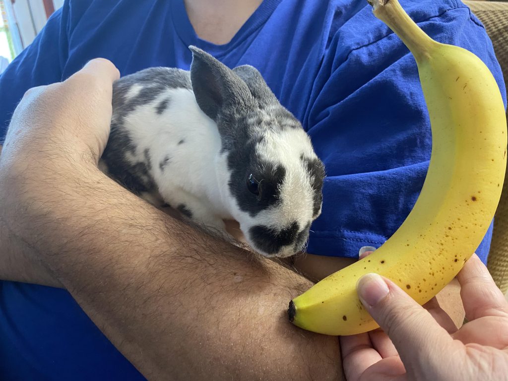 Can rabbits Eat Banana? (Benefits &tips)