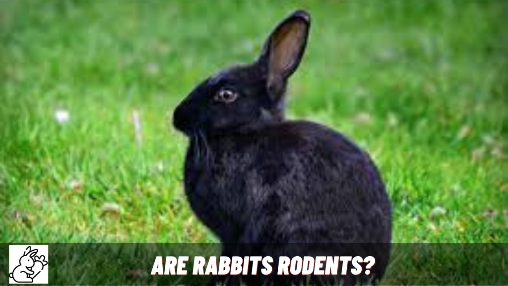 are rabbits a rodent