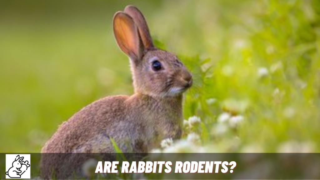 are rabbits considered rodents