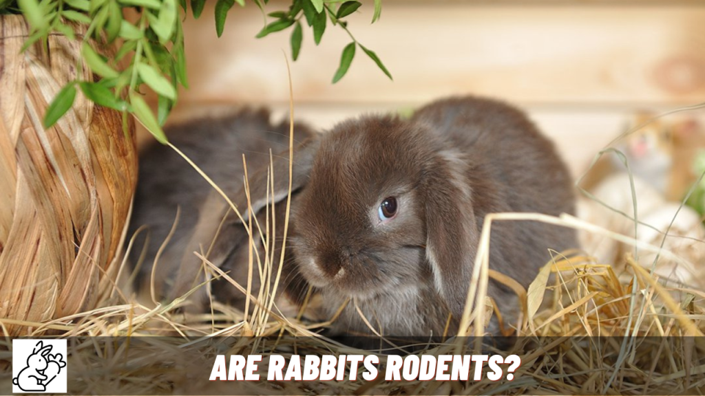 why are rabbits not rodents