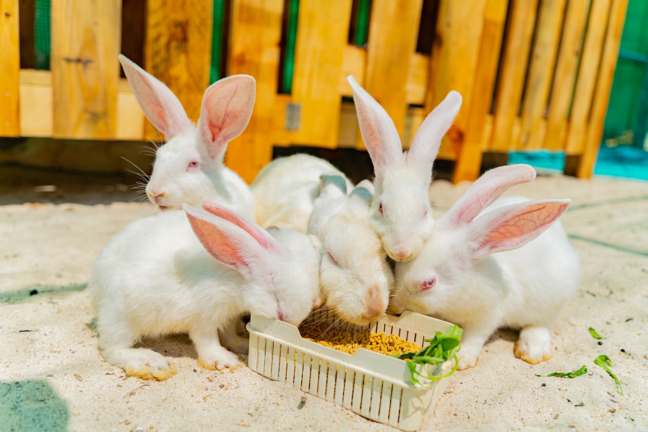 What vegetables Can Rabbits Eat? 7 Best Vegetables for Your Rabbit