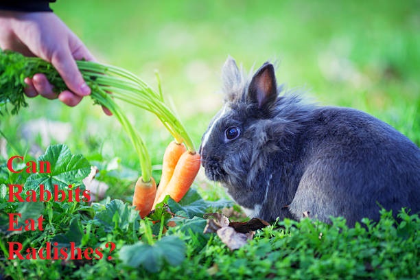 Can Rabbits Eat Radishes? The Truth About Radishes