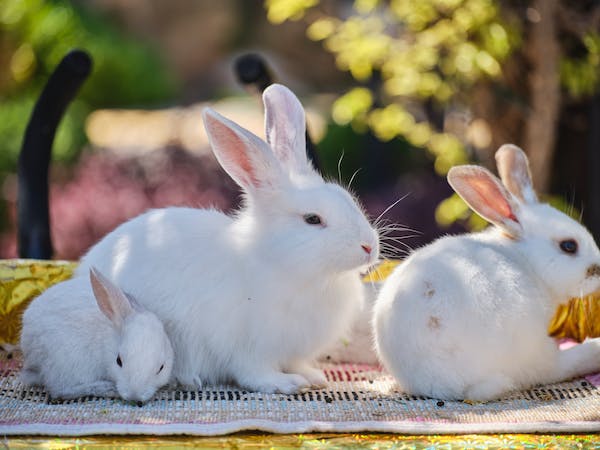 What kills Rabbits at Night? Top 10 Rabbit Predators