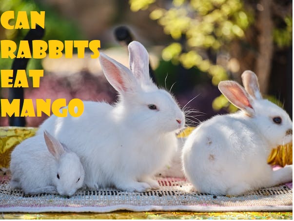 Can Rabbits Eat Mango? ( Benefits, Risks & Feeding Tips)