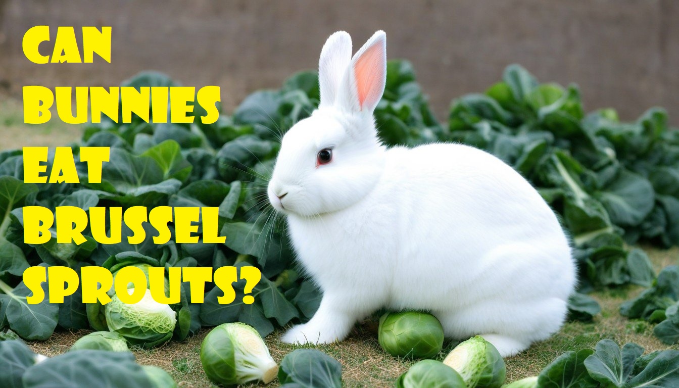 Can Bunnies Eat Brussel Sprouts? Benefits of Brussels Sprouts, Feeding Tips Nutritious, Drawbacks, And More.