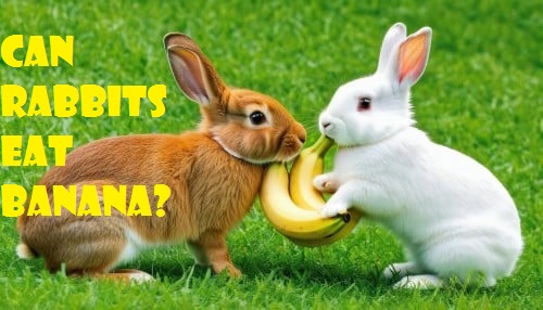 Can rabbits Eat Banana? (Benefits &tips)