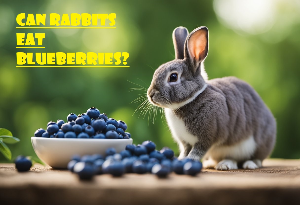 Can Rabbits Eat Blueberries? A Comprehensive Guide