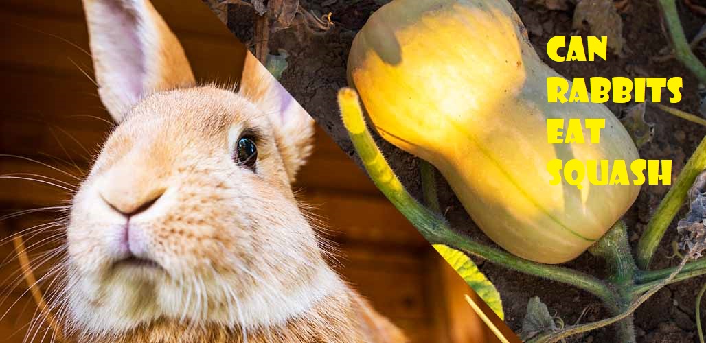 Can Rabbits Eat Squash? (Benefits, Nutritional Facts, Feeding)