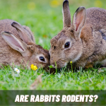 are rabbits rodents