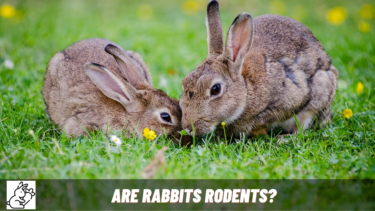 are rabbits rodents